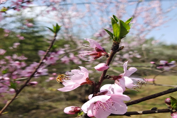 1585729950860552.jpg 桃花原圖.jpg